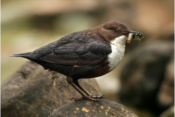 Dipper
